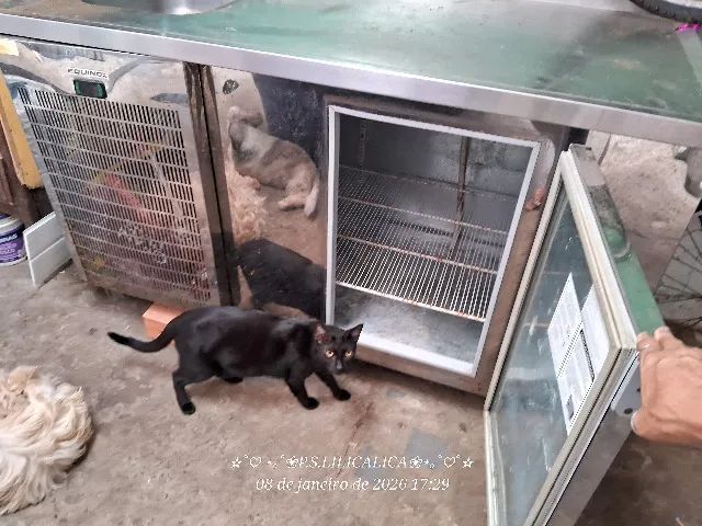 Frizer com pia em inox  - Foto 5