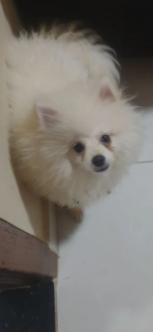 Spitz Alemão Branco 