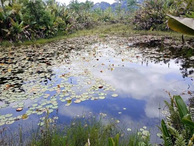 terreno em São Francisco do Pará 250x250 - Foto 5