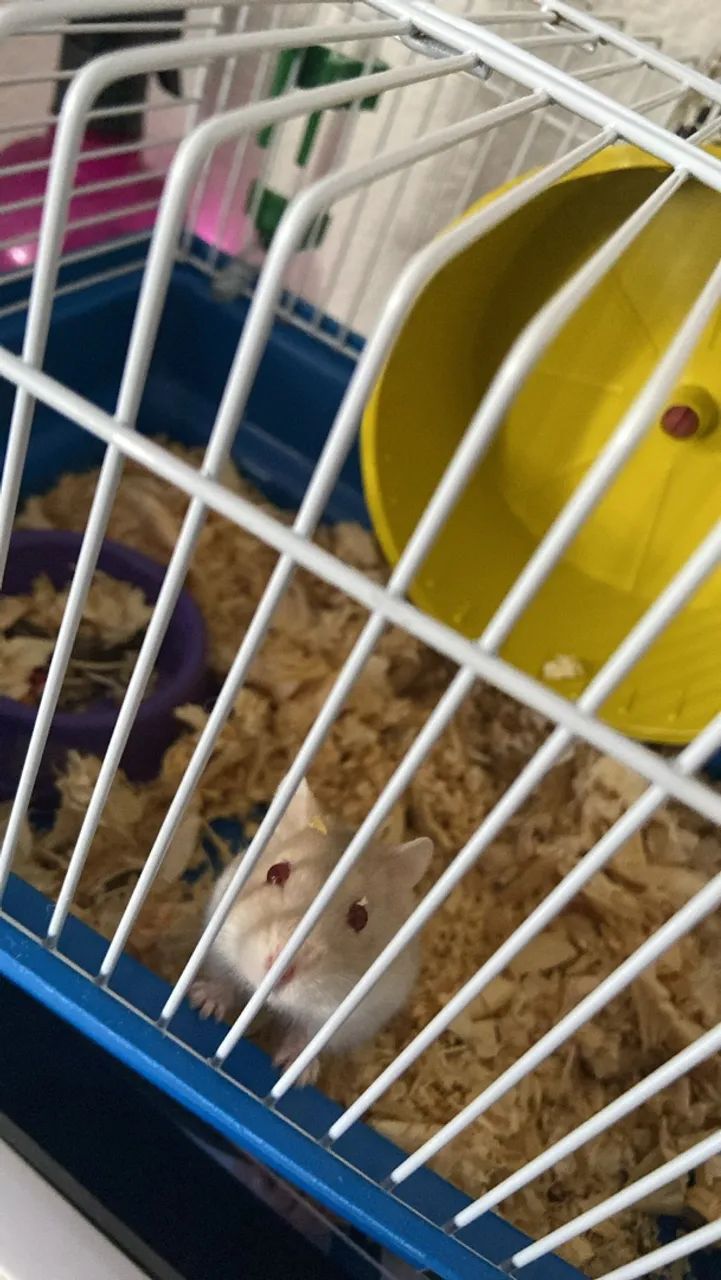 Vende-se hamster  - Foto 2