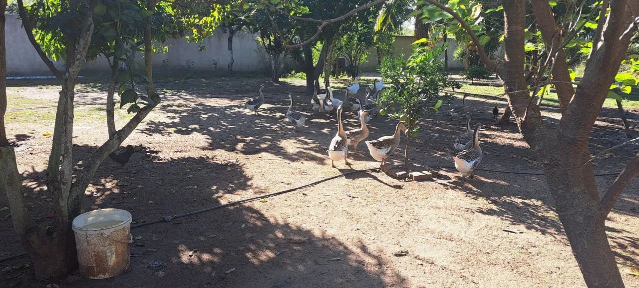 Vendo gansos chinês parado  - Foto 5