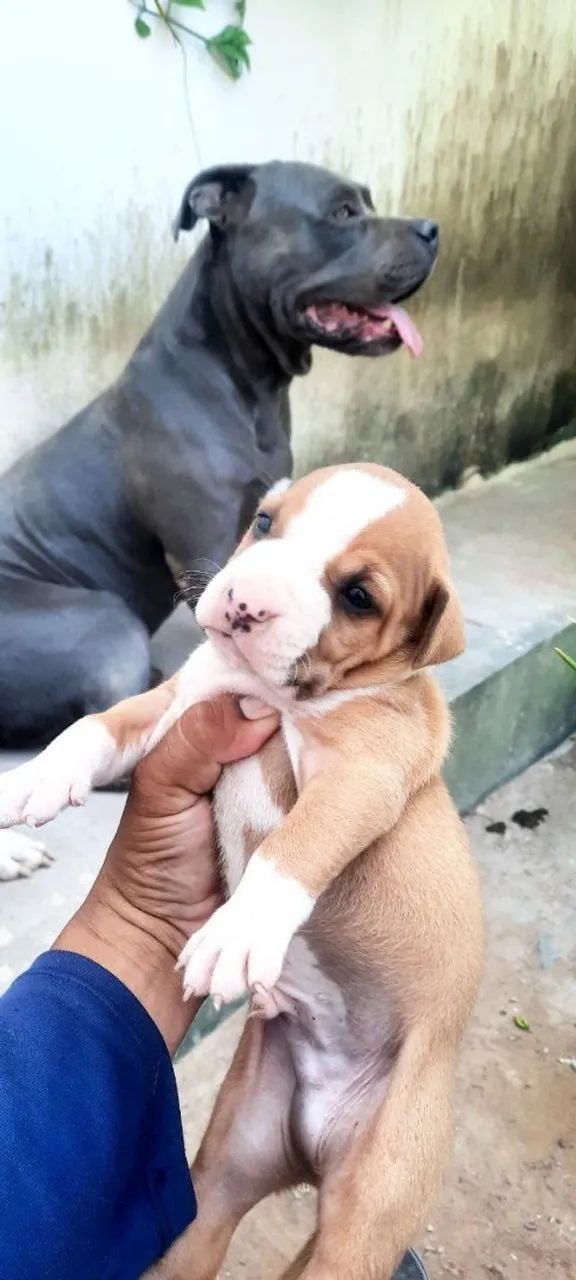 Pit Bull filhote - Foto 3