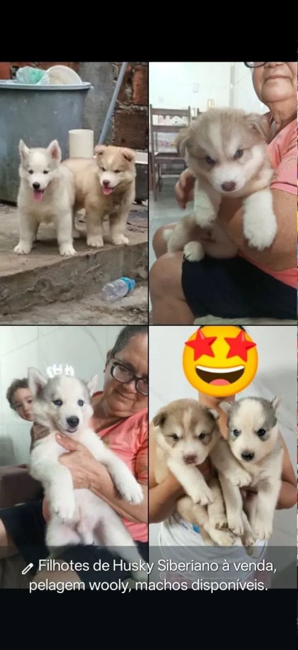 Husky siberiano