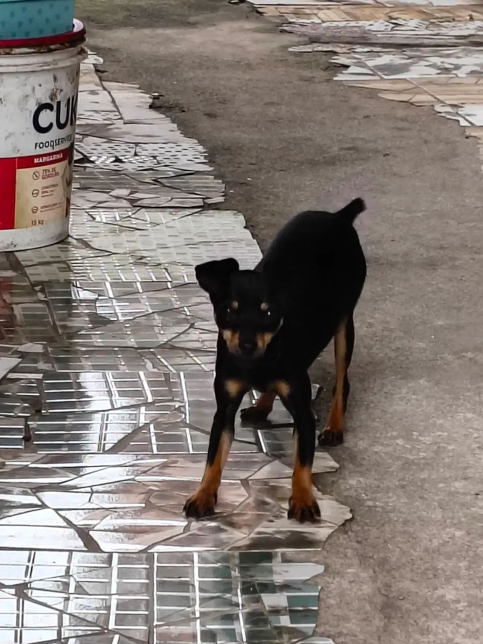 Pinscher 1 - Foto 4