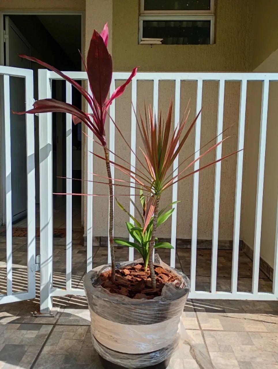 Mudas dracenas - Foto 2