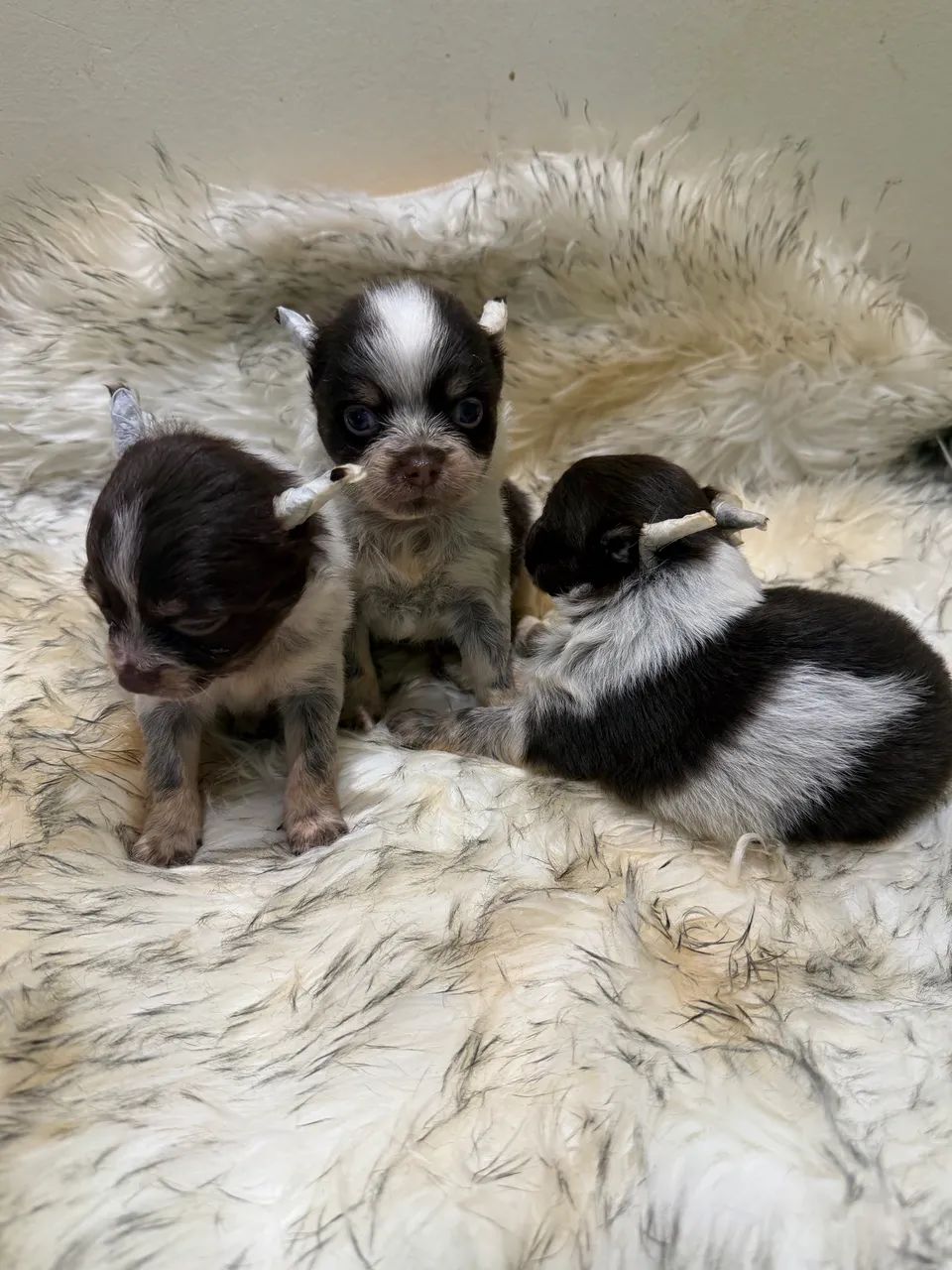 Chihuahua Micro - Foto 3