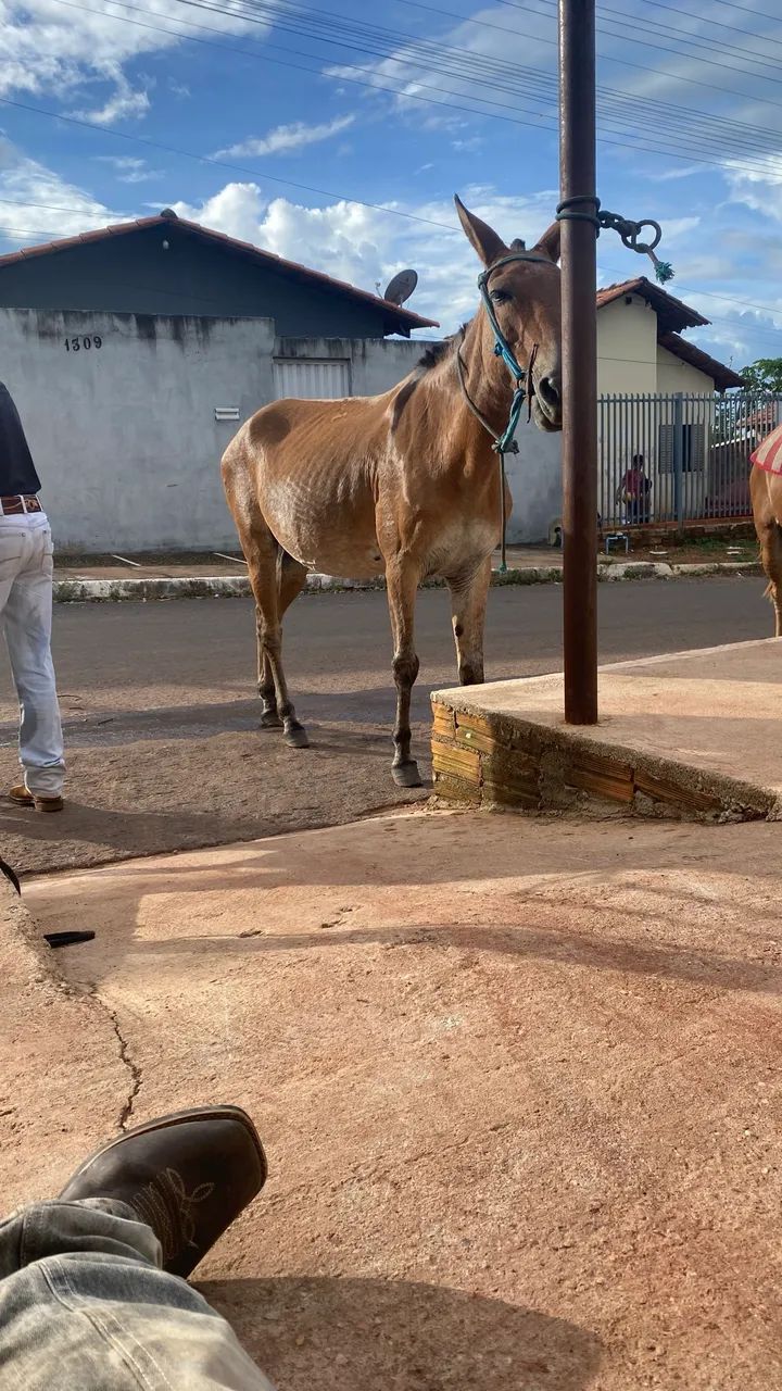 Burro pronto! Mando de tudo!  - Foto 2