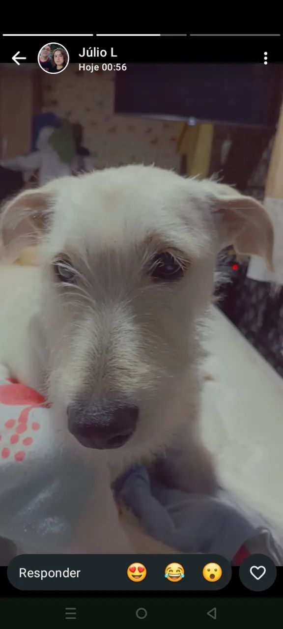Doa-se uma cachorrinha 
