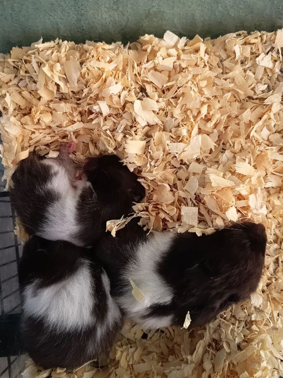 Hamster Sírio Panda - Foto 6