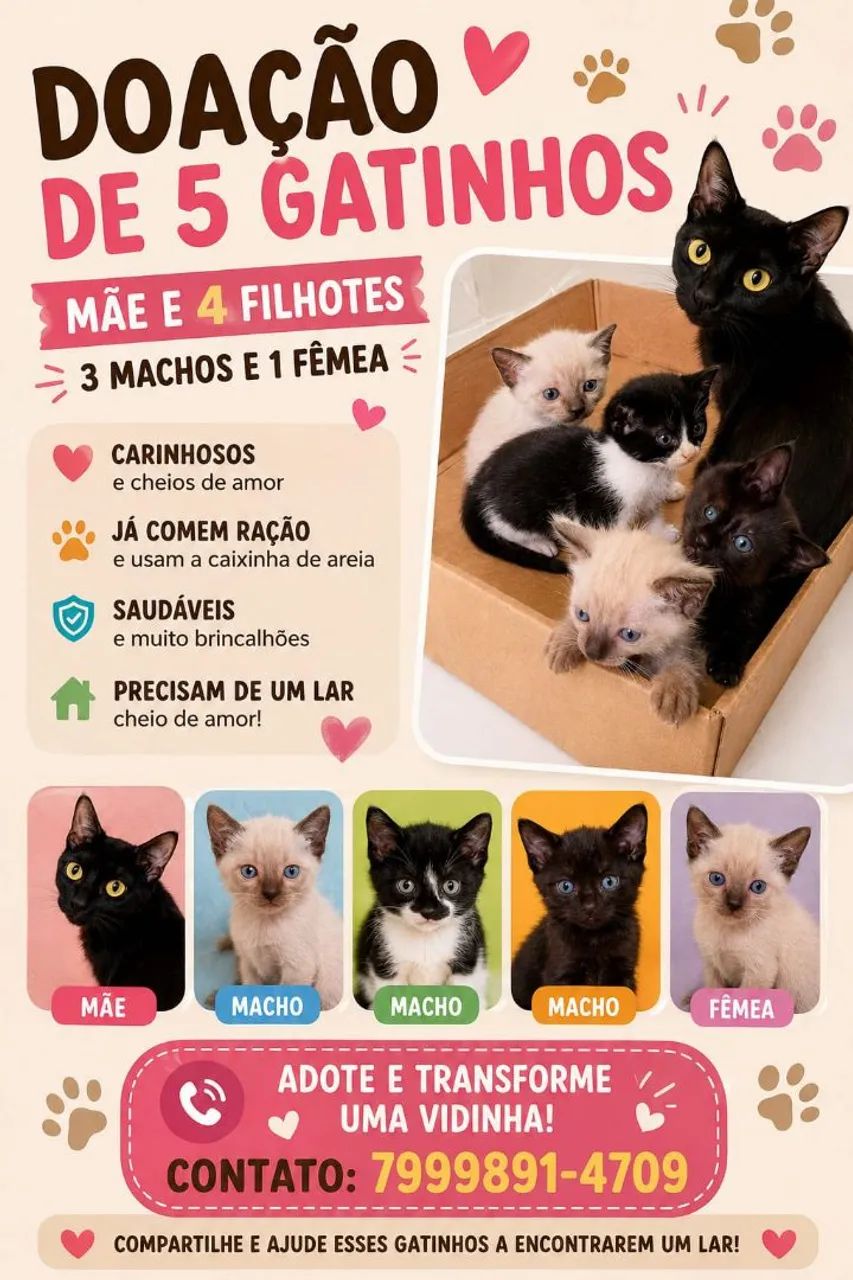 Mãe + 5 gatinhos 