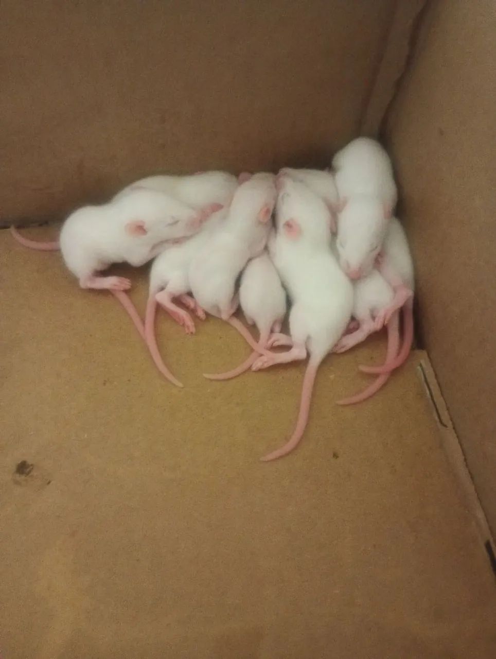 Hamster Twister  - Foto 2