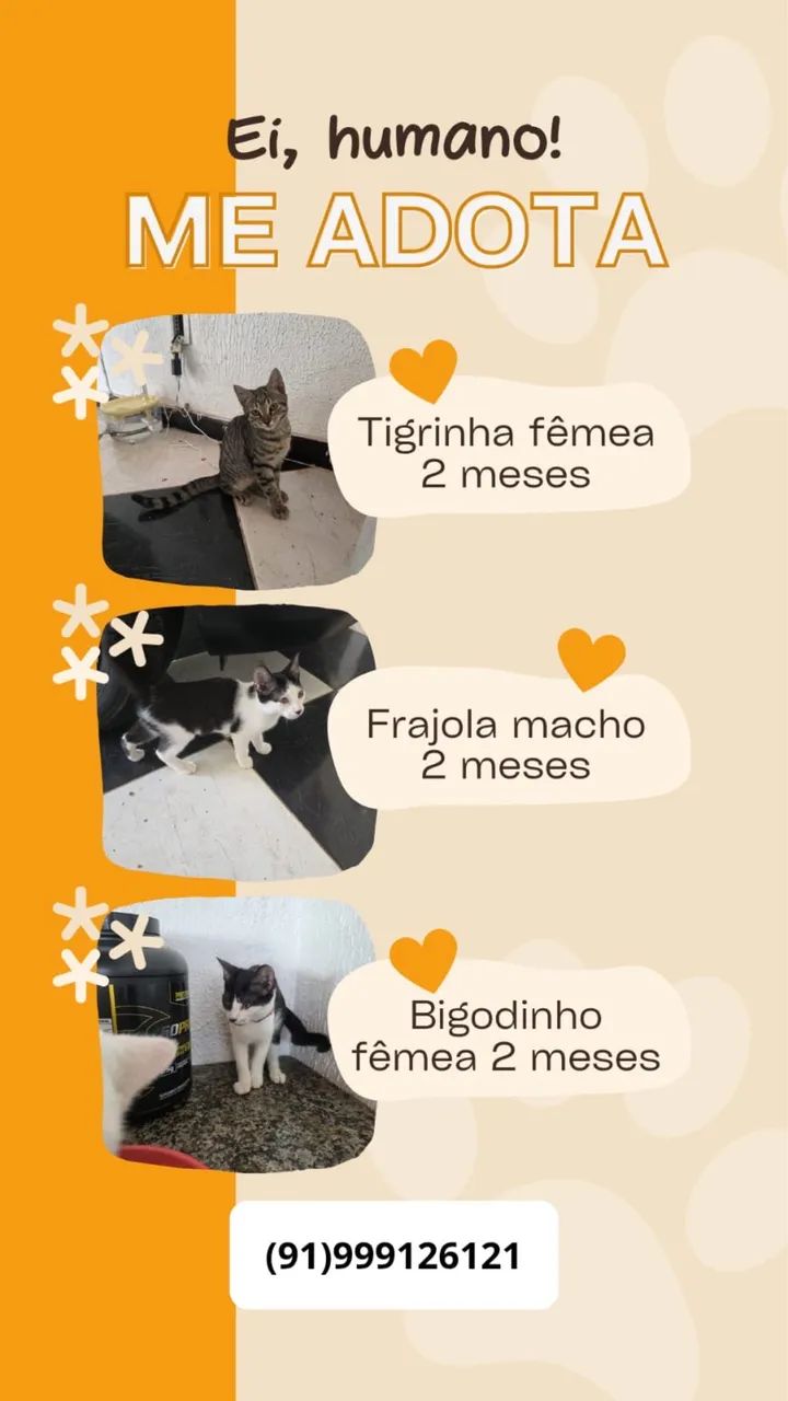 Adoção responsável  - Foto 2