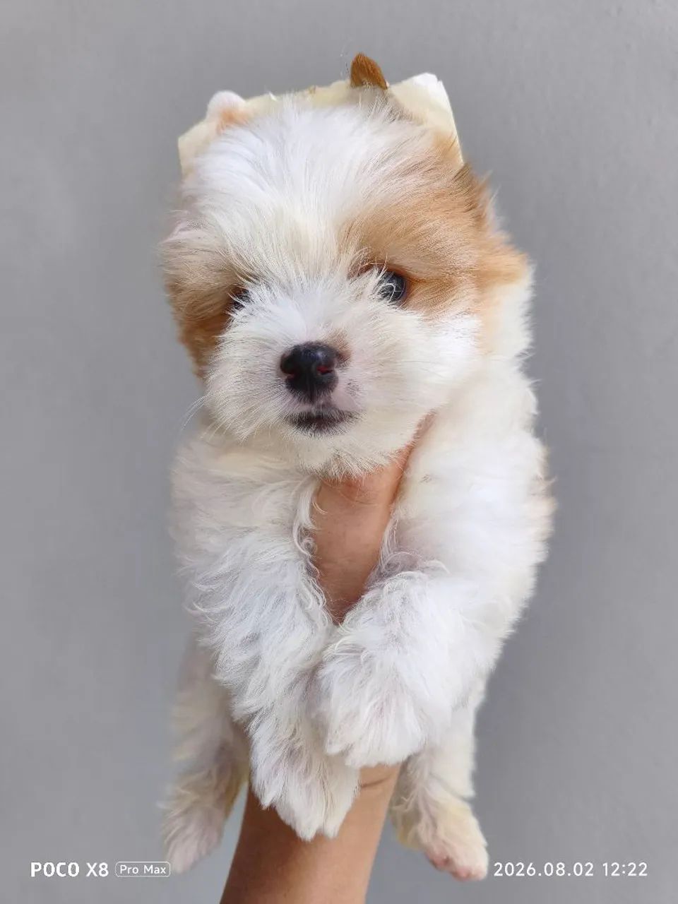Yorkshire Golddust Terrier macho - Foto 4