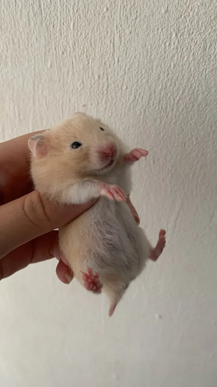 Vendo filhotes de hamster  - Foto 5