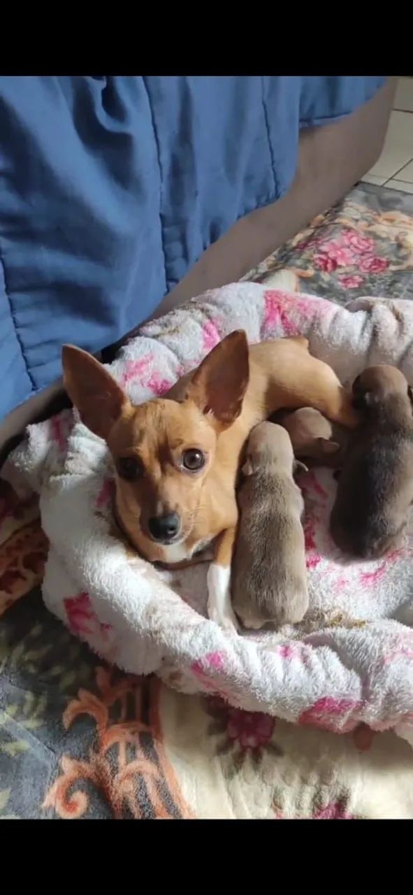 Pinscher Macho e Fêmea 