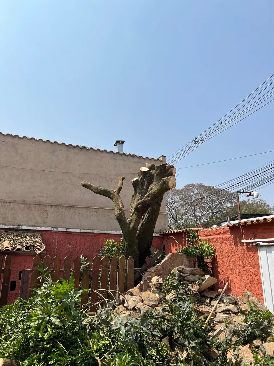 Poda de árvores em geral. - Foto 4