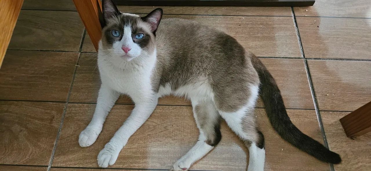 Doação gato  - Foto 3