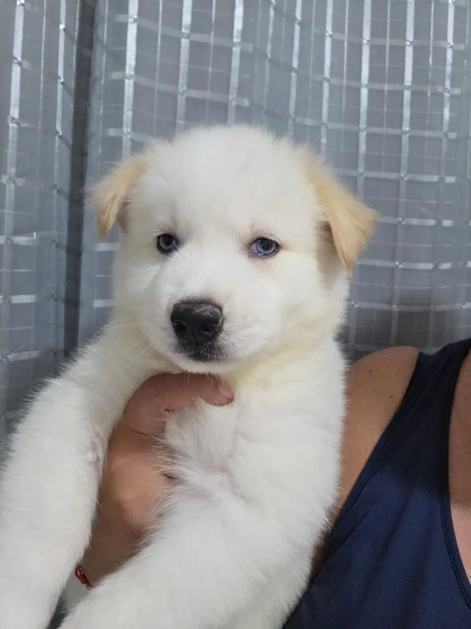 Husky