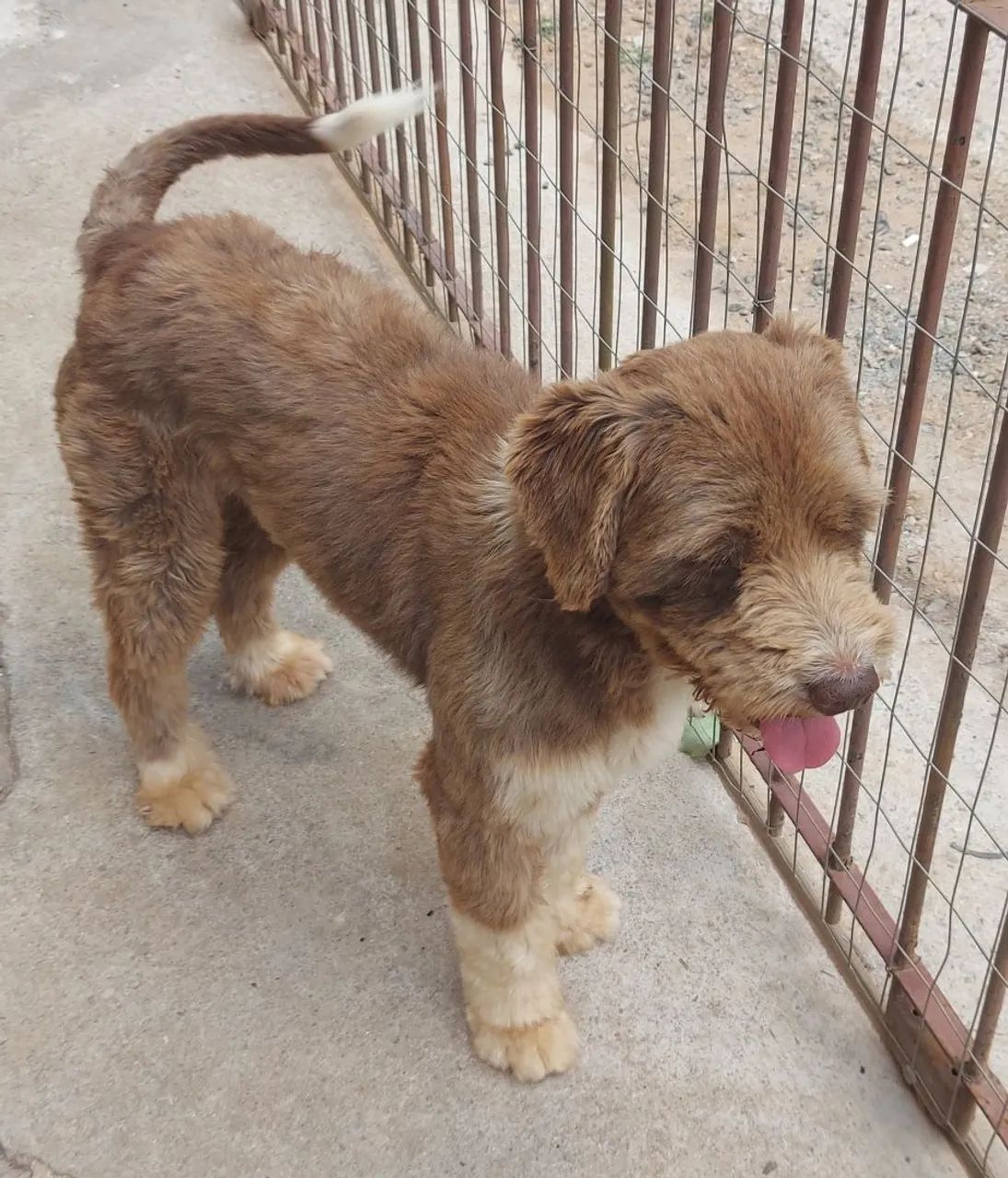 Doação Thor