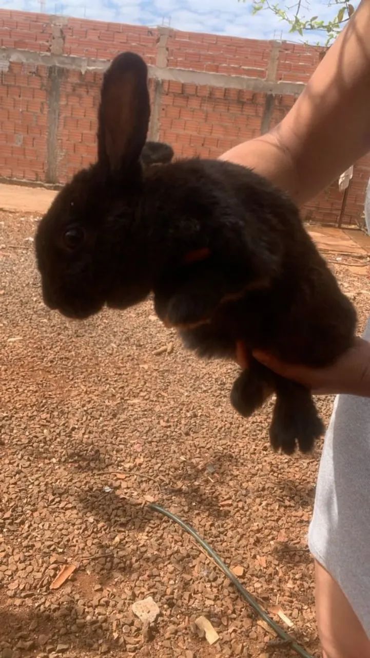 Coelho  - Foto 2