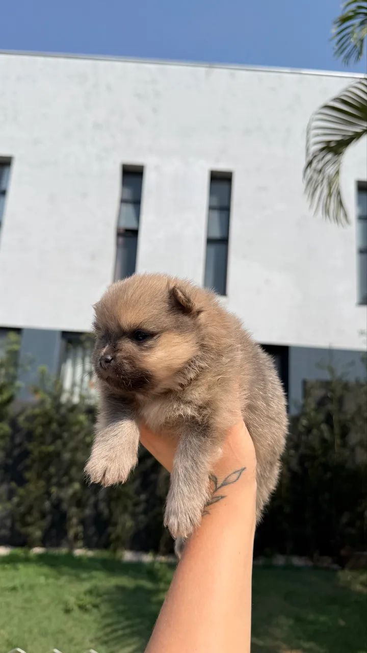 Cachorro 
