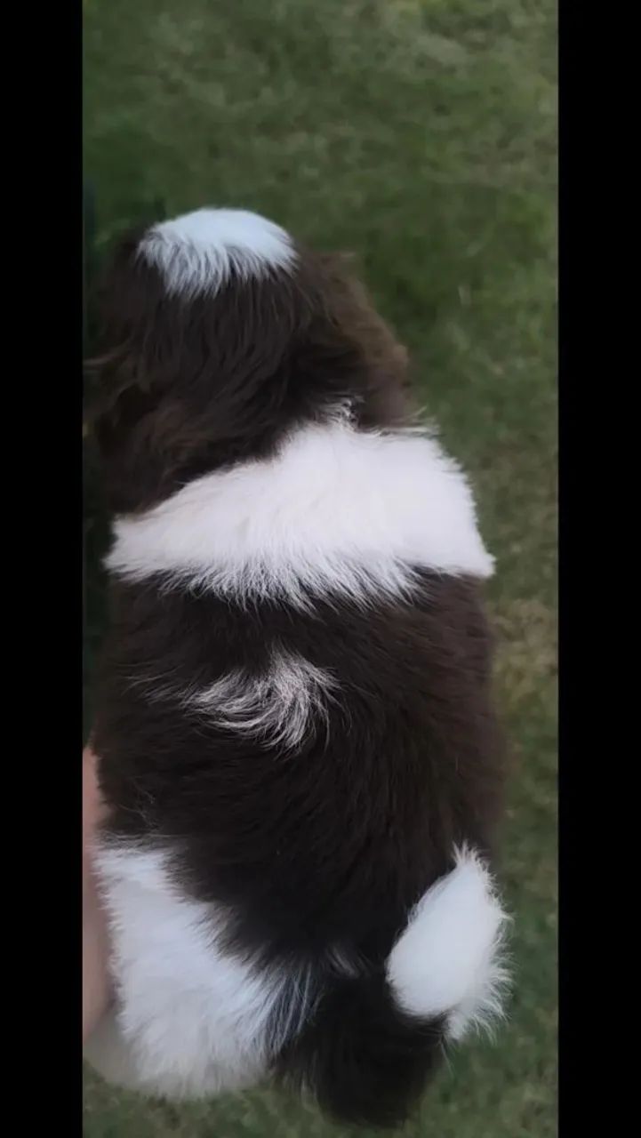 Shih Tzu macho  - Foto 3