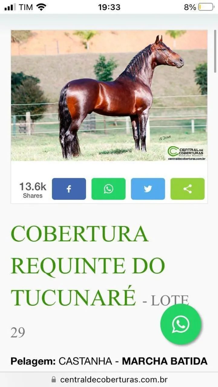 Cavalo Marchador - Foto 6