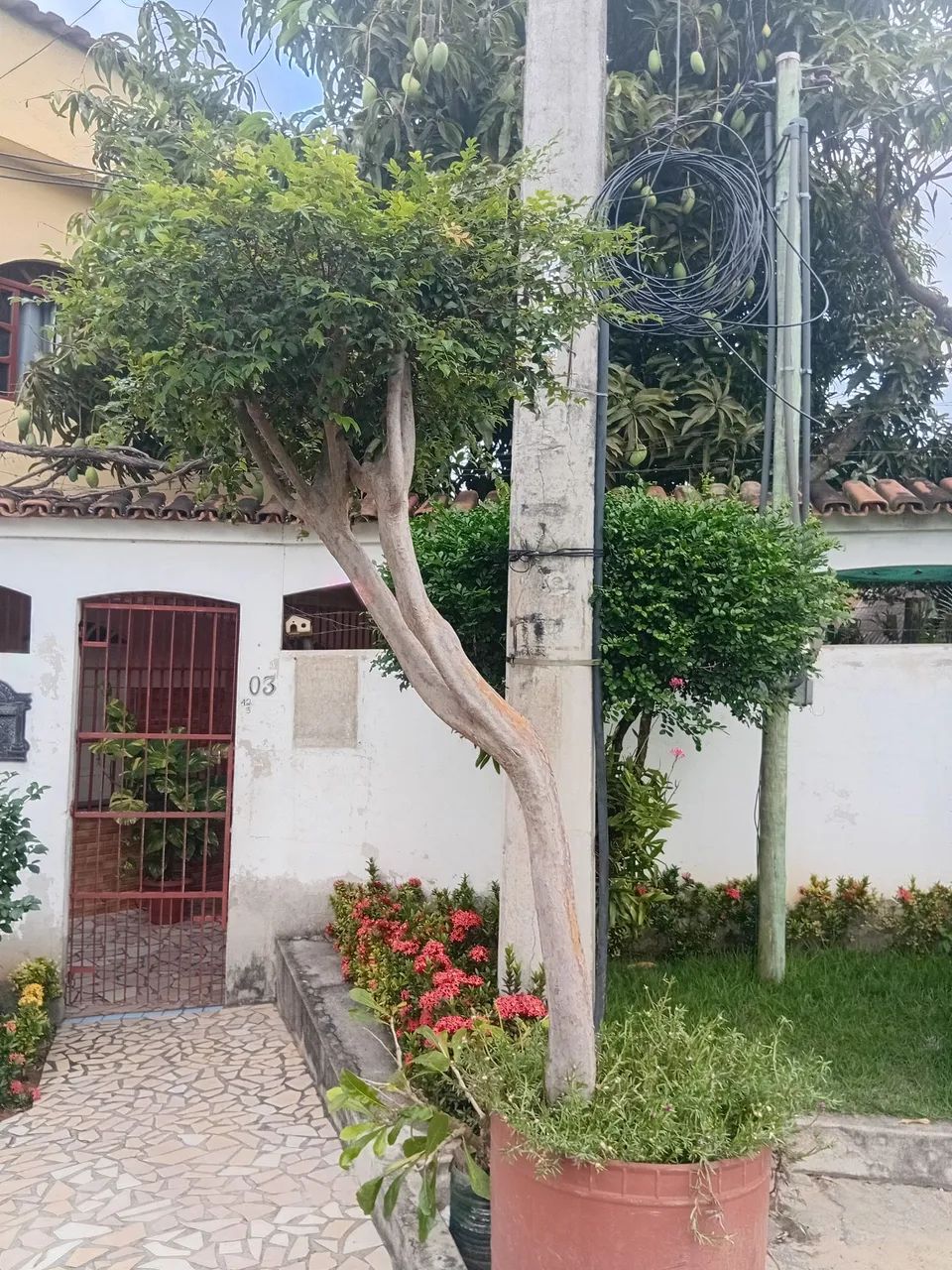 Jabuticaba sabara  - Foto 2