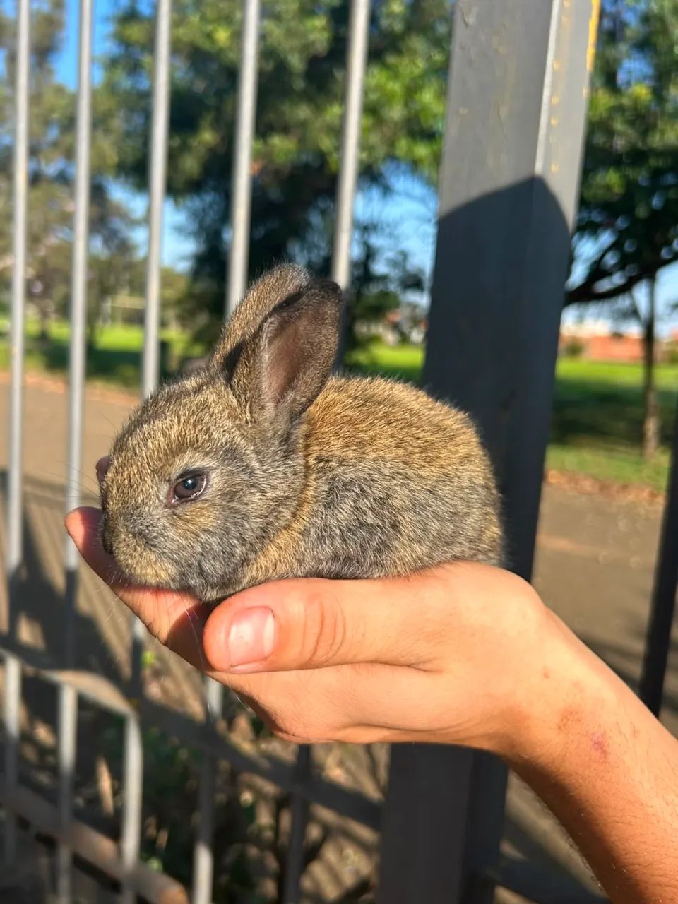 Coelho