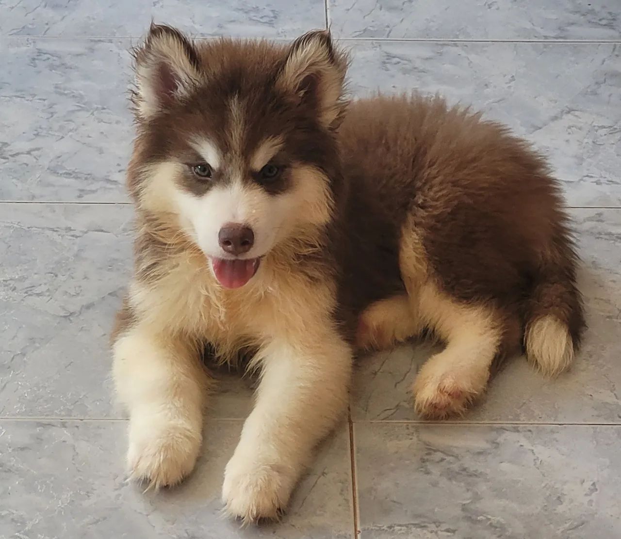 Husky siberiano wooly, macho 3 meses, 2.500 - Foto 5