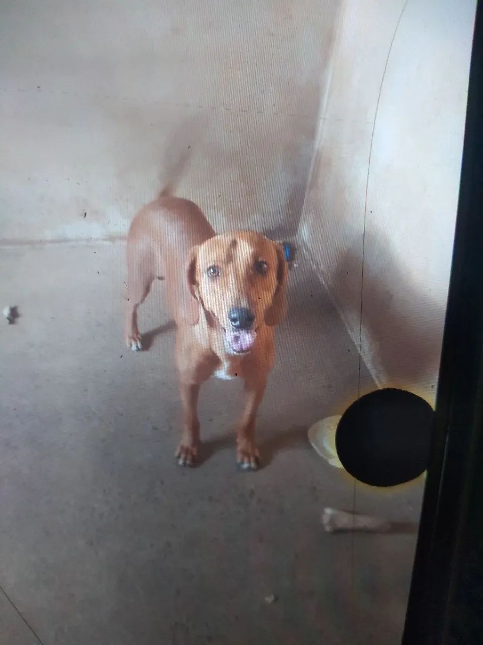 Cachorro americano 