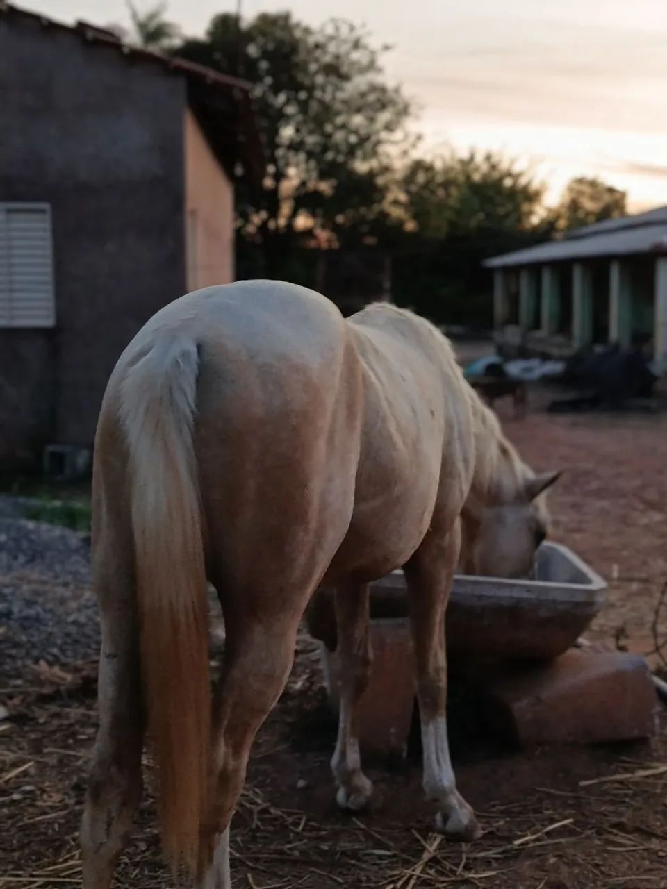 vendo potro quarto de milha  - Foto 5