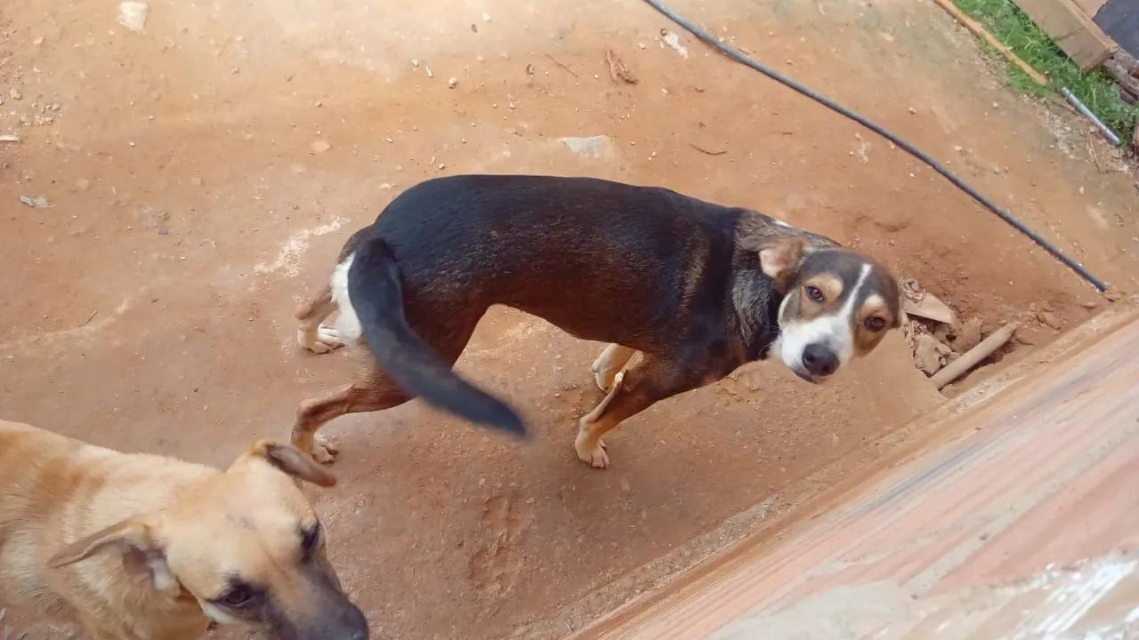 Doação  - Foto 3