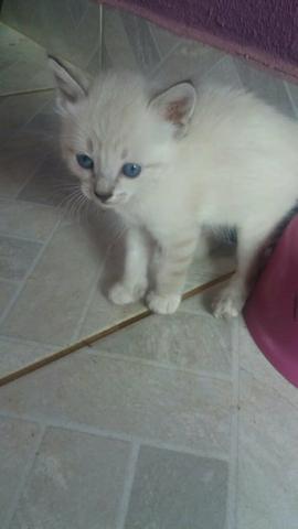 Doação gatinhos