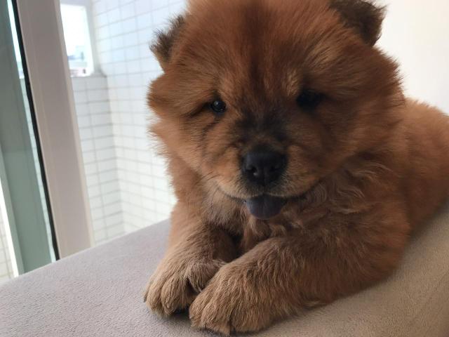 Chow Chow Americano - Foto 6