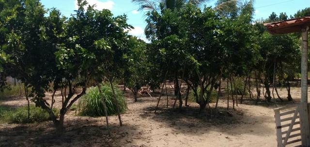 Vende se chácara em Estevão"Alagoinhas" - Foto 3