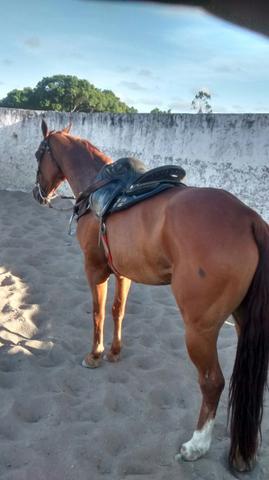 Cavalo - Foto 2