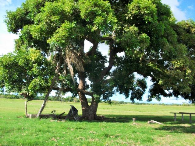 Excelente Fazenda no Pantanal do Mato Grosso do Sul - Foto 6