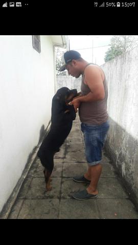 A procura de uma fêmea para cruzar - Foto 2