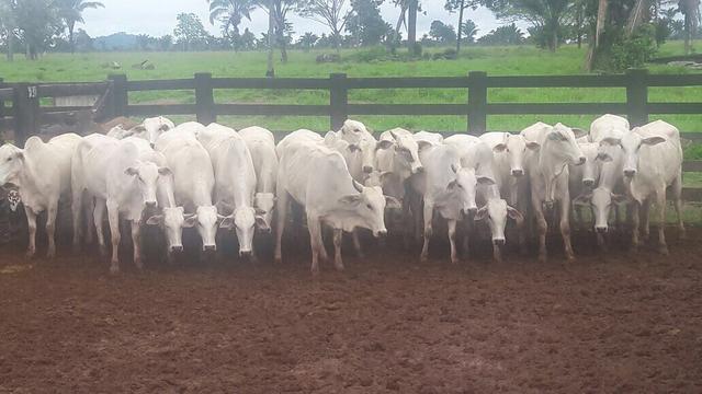 Fazenda no Pará - Foto 11