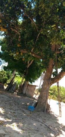 Vende se chácara em Estevão"Alagoinhas" - Foto 2