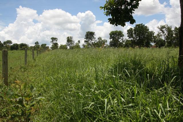 Sítio de 3 hectares 30.000m² por 100.000,00 - Foto 12