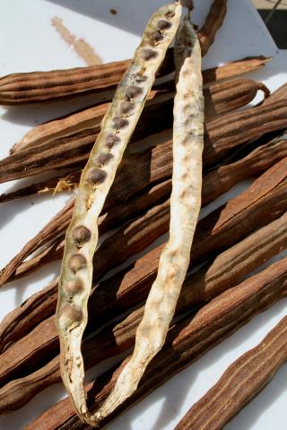 Semente Moringa
