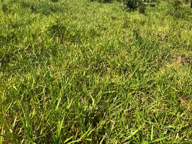 980 Alqueires, Nova Maringá-MT, 600 alqueires aberta Pecuária - Foto 3