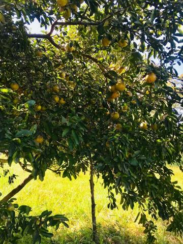 Vendo Chácara no Distrito de Santa Antonio (agende sua visita) Aceito Troca em imovel - Foto 5