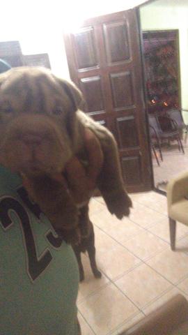 Sharpei filhote - Foto 4