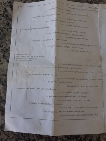 Potro top vender bem domado bom laço capado - Foto 5