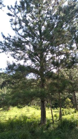 Fazenda Terreno Rural Sitio Chácara Gado - Foto 9