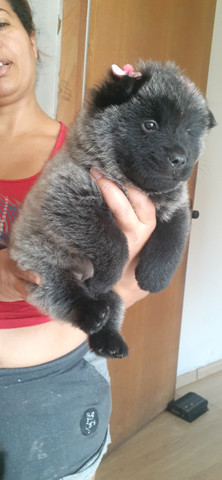 Chow- Chow - Foto 3