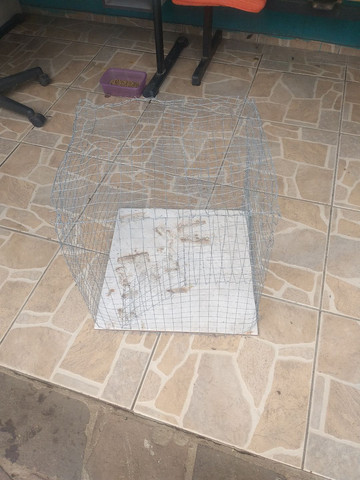 Gaiola para porquinho da índia - Foto 3
